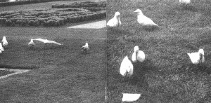 PICNIC SEAGULLSsm