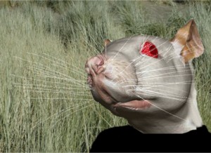 animalia rat head